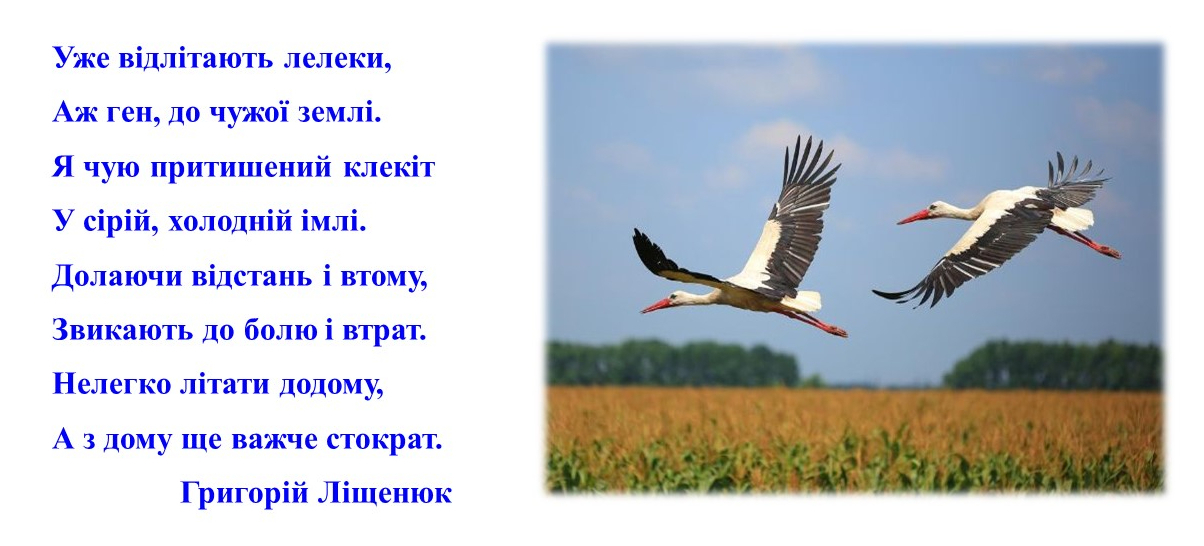 Лінгвосет бузько